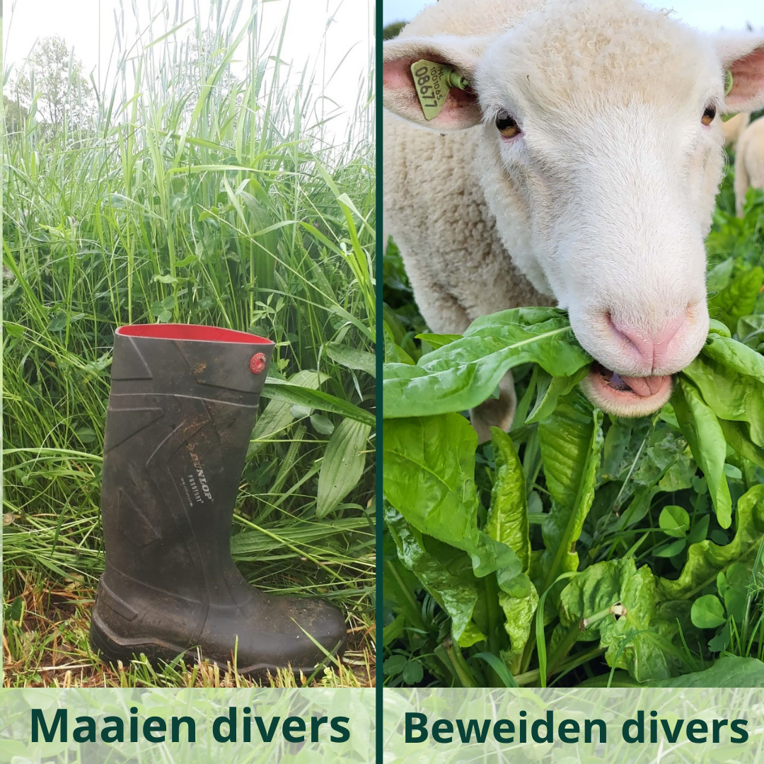 Neutkens Beweiden of Maaien Divers
