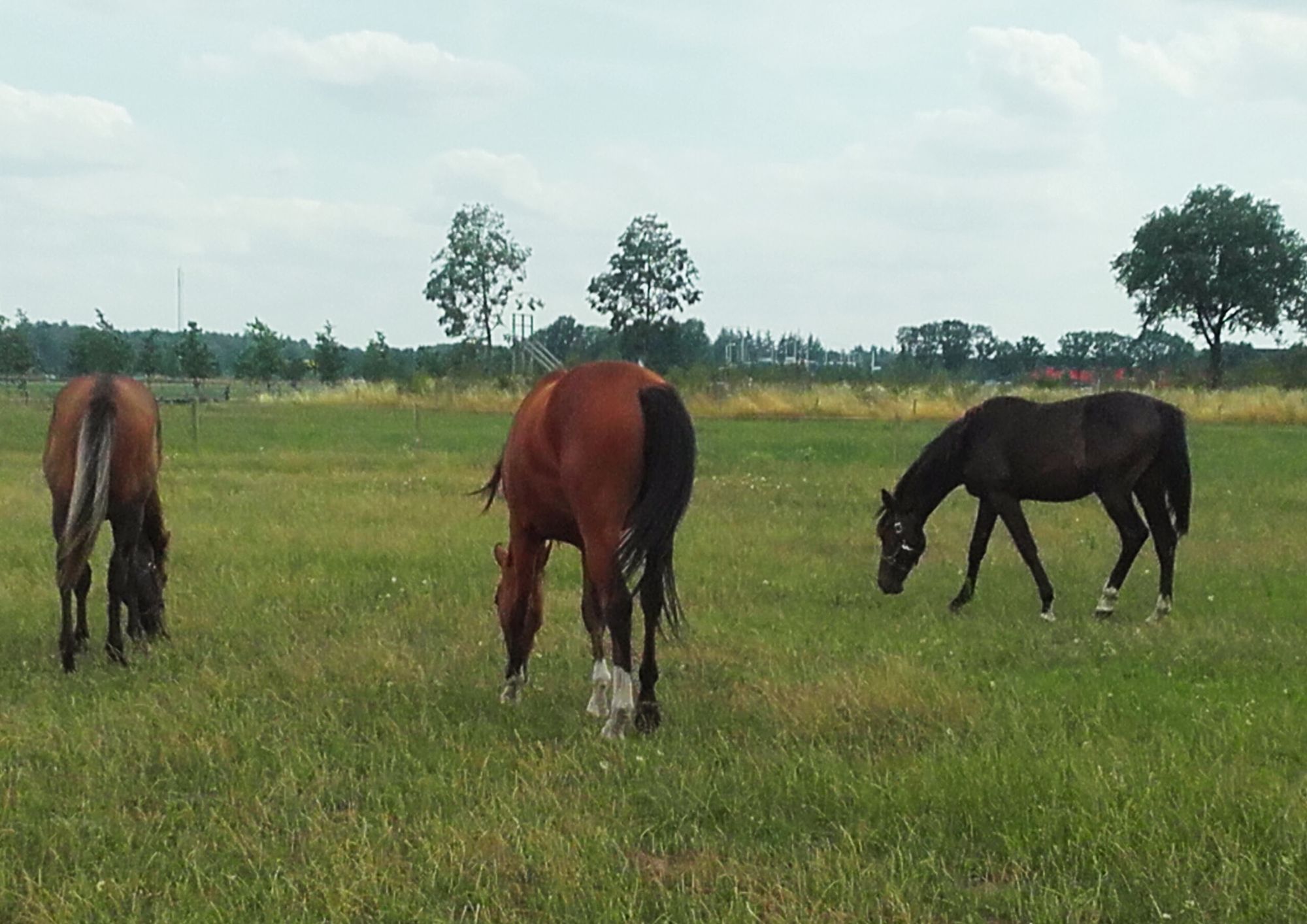 Optima Paard Ultiem Divers