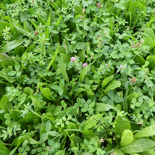 Saladebuffet Bio