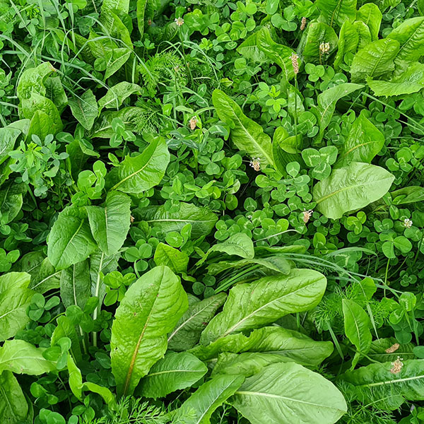 Saladebuffet EiwitPLUS