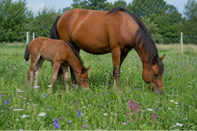 Horse Star Kruiden Paardenweide