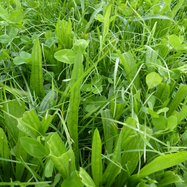 DairyGras® kruidenrijke weide