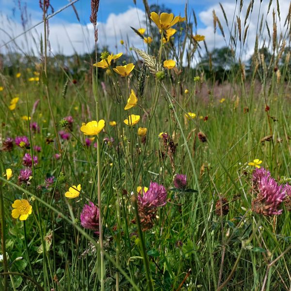 20220530_105140-scaled