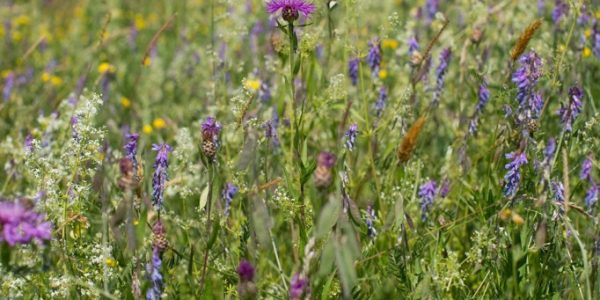 Biodivers - Kuikenlandmengsel