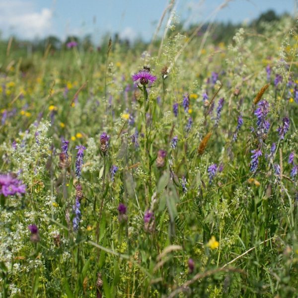 Biodivers - Kuikenlandmengsel