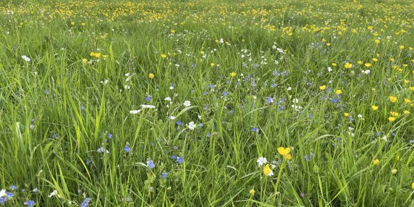 Cruydt-Hoeck-Droog-Grasland-IMG_1559-scaled