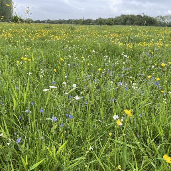 Cruydt-Hoeck-Droog-Grasland-IMG_1559-scaled