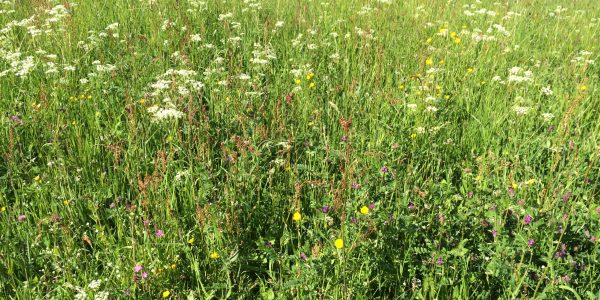 Cruydt-Hoeck-Vochtig-grasland-IMG_9497-scaled