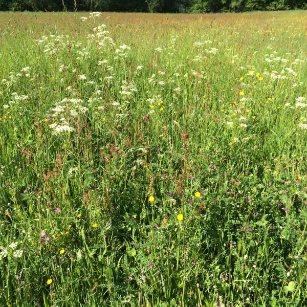 Cruydt-Hoeck-Vochtig-grasland-IMG_9497-scaled