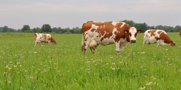 Grazende koeien in saladebuffer-smal