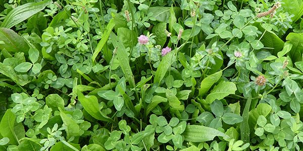 Productafb. - Prod. pag. - Saladebuffet Bio