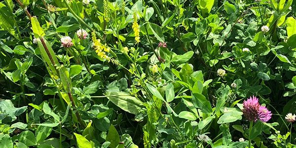 Productafb. - Prod. pag. - Saladebuffet Multi