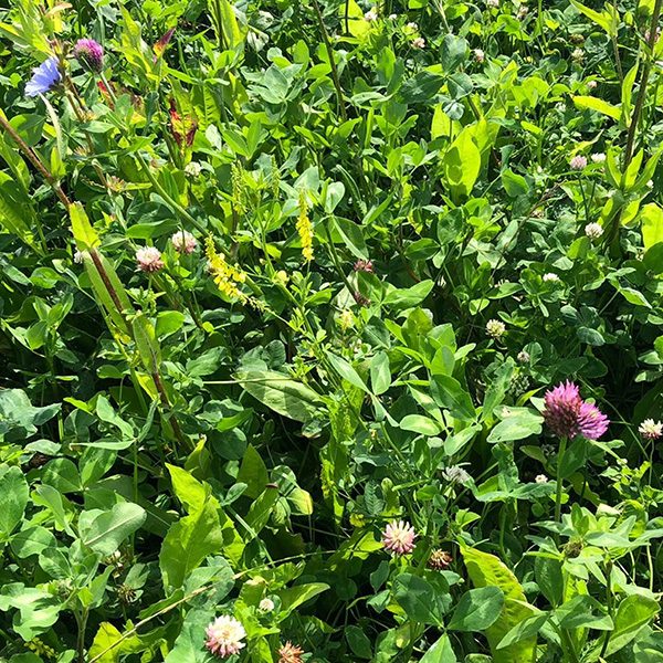 Productafb. - Prod. pag. - Saladebuffet Multi