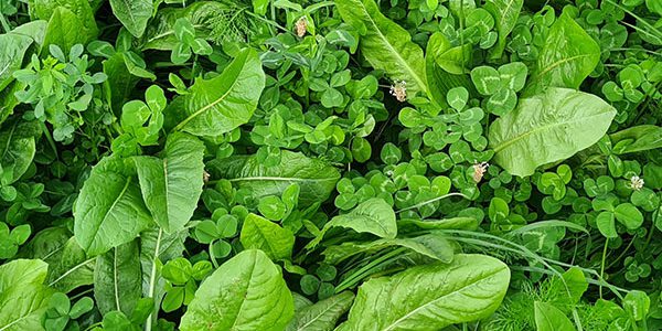 Productafbeelding - Saladebuffet Kruidenrijk