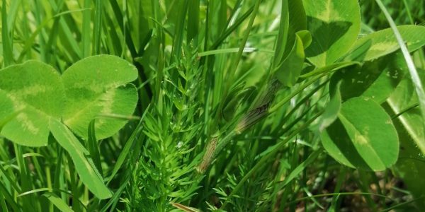 bloeiend-boerenland-basis