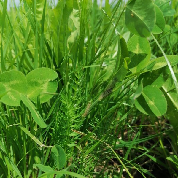 bloeiend-boerenland-basis