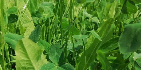 bloeiend-boerenland-extra-gezond