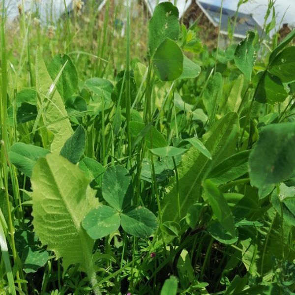 bloeiend-boerenland-extra-gezond