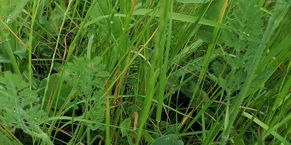 bloeiendboerenland-doorzaai-1