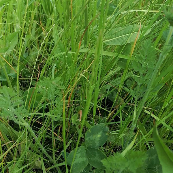 bloeiendboerenland-doorzaai-1