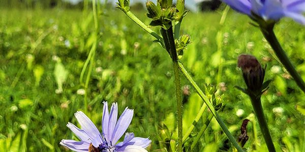 dsv-doorzaai-kruiden-en-klavers