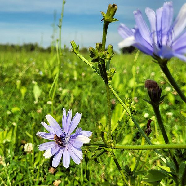 dsv-doorzaai-kruiden-en-klavers