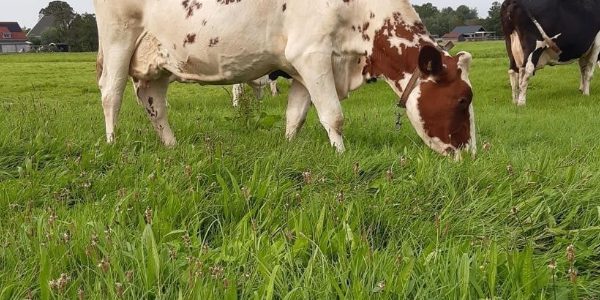 eko-field-star-gras-kruidenmix-extra