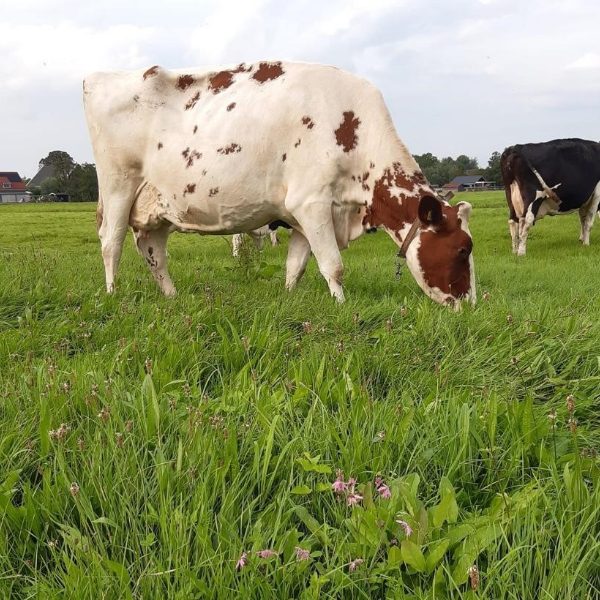 eko-field-star-gras-kruidenmix-extra