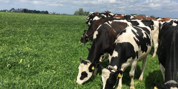 field-star-gras-kruidenmix-extra