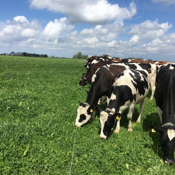 field-star-gras-kruidenmix-extra