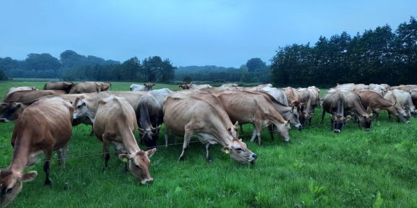 kruidenrijk-grasland-Mulder-agro-7