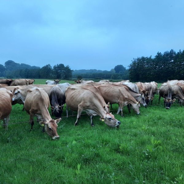 kruidenrijk-grasland-Mulder-agro-7