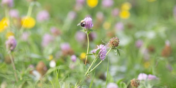Beeld: klavers en kruiden