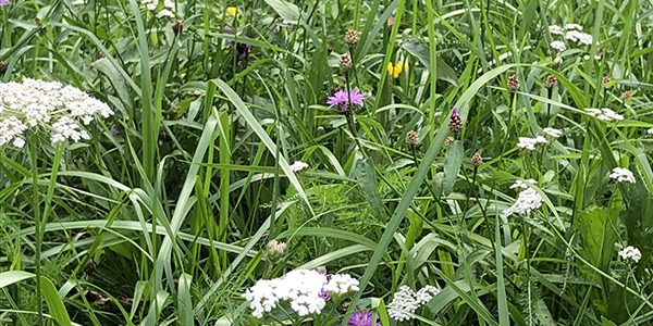 neutkens- gangbaar op maat