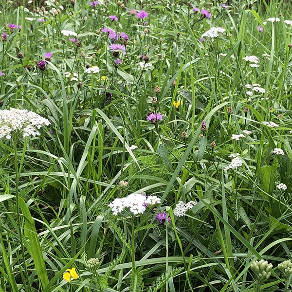 neutkens- gangbaar op maat