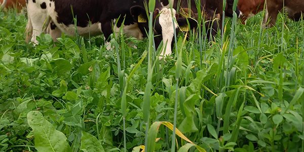 neutkens-gangbaar-standaard