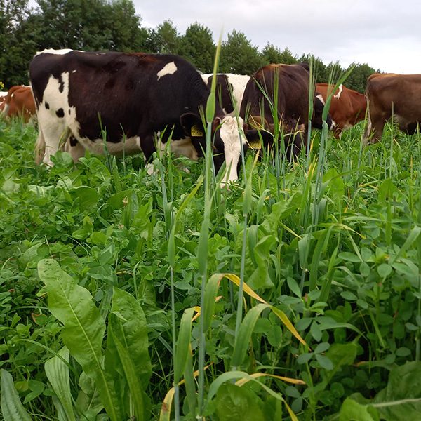 neutkens-gangbaar-standaard