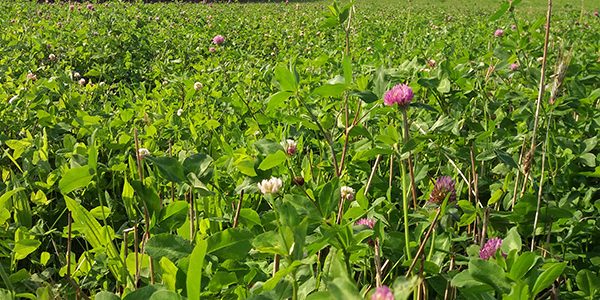 puregraze-doorzaai-saladebuffet-bio