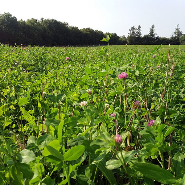 puregraze-doorzaai-saladebuffet-bio