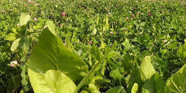 puregraze-doorzaai-saladebuffet