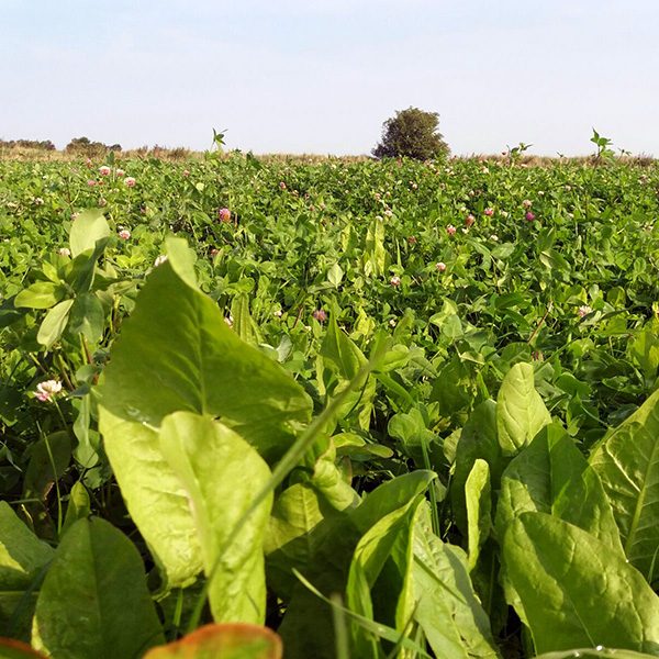 puregraze-doorzaai-saladebuffet