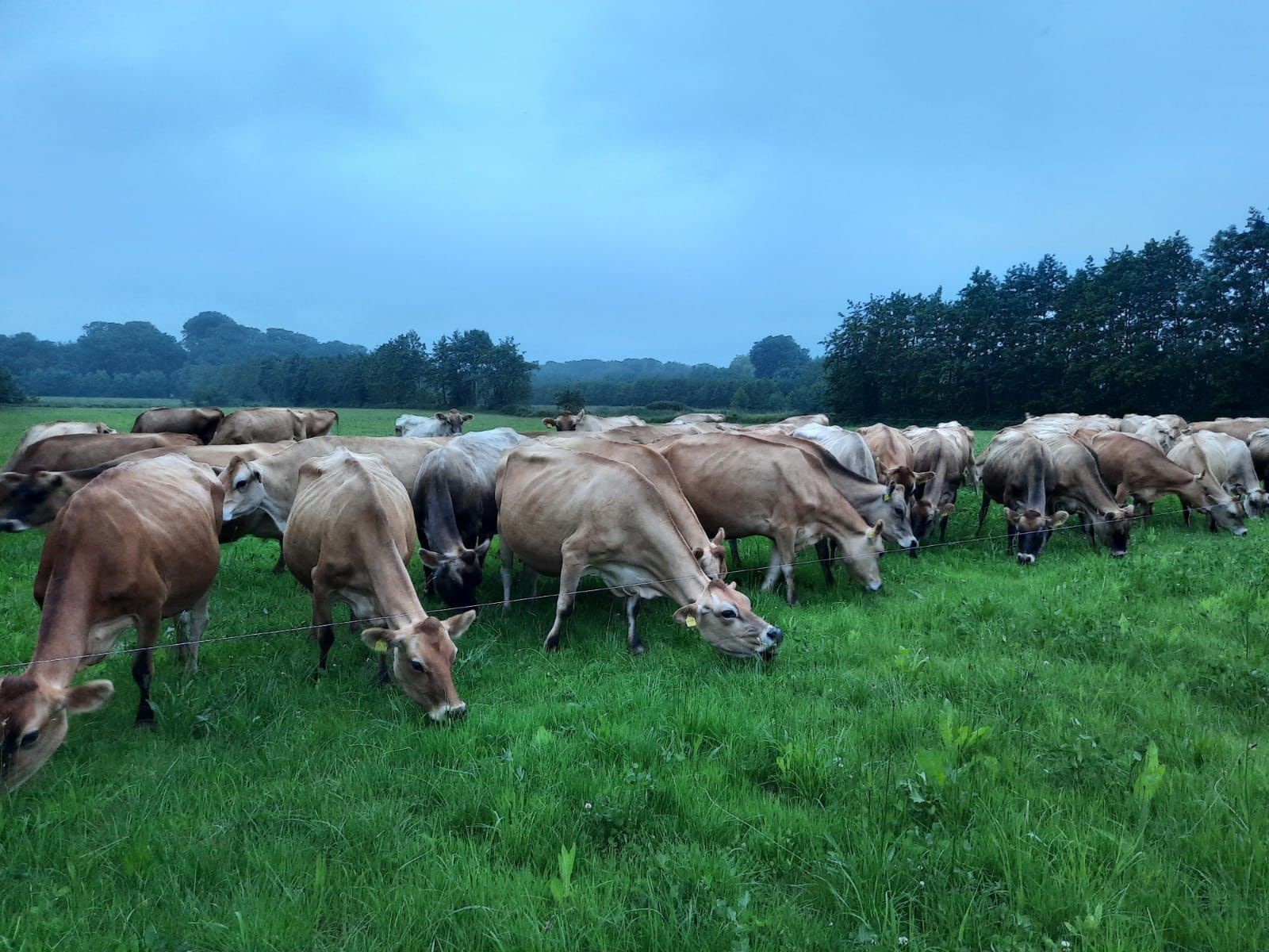 Field Star Gras-Kruidenmix Productie