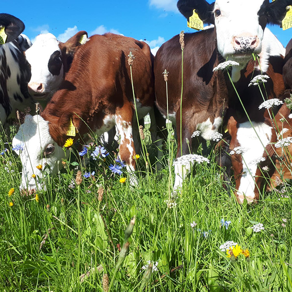 Neutkens mengsel op maat biologisch