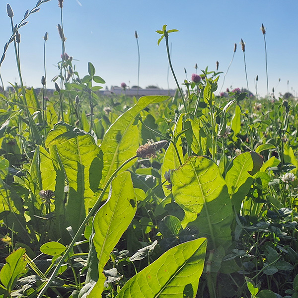 Wij.Land Doorzaaimengsel bio