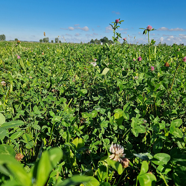 Wij.Land Doorzaaimengsel gangbaar