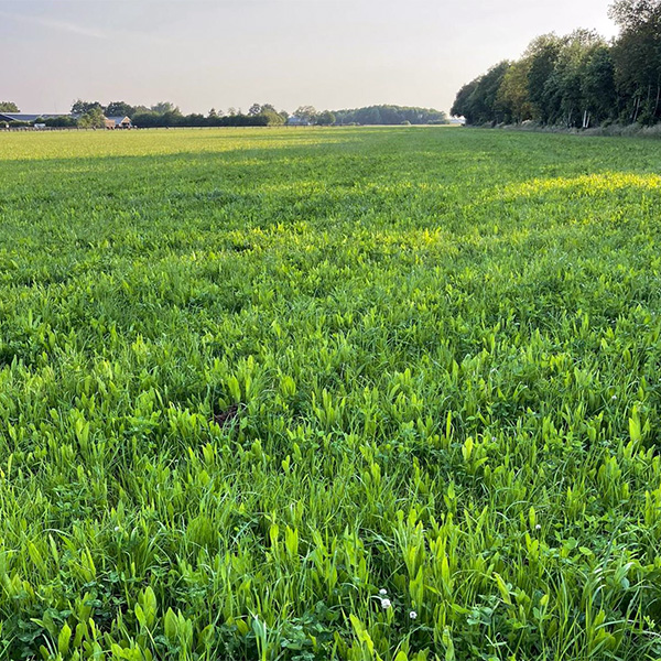 BIO Field Star Kruidenmix Doorzaai